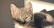 Naya participe au concours pour gagner de l'argent avec cette photo : calm, cat, closeup, cozy, ears, feline, fur, gray, indoor, kitten, paws, pet, quiet, relaxing, resting, shadow, sunlight, texture, whiskers, white