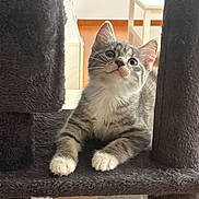 Naya a rejoint le concours — aidez-le/la à gagner de superbes lots ! cat, kitten, tabby, indoor, cat_tree, carpeted, gray, white_paws, feline, pet, curious, looking_up, wood_floor, table, cozy, young_cat, animal, cute, domestic_cat, resting