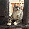 cat, kitten, tabby, indoor, cat_tree, carpeted, gray, white_paws, feline, pet, curious, looking_up, wood_floor, table, cozy, young_cat, animal, cute, domestic_cat, resting