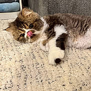 Buggsie is registered to the contest to win money with this photo: cat, fluffy, carpet, tongue_out, indoor, pet, cute, fur, relaxed, lying_down, curious, cozy, home, feline, whiskers, soft_texture, playful, closeup, brown_and_white, small