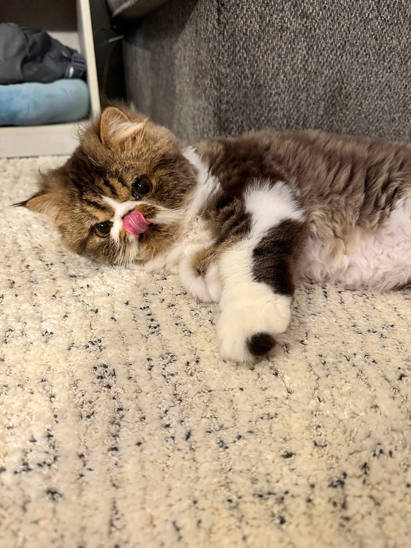 Buggsie is registered to the contest to win money with this photo: cat, fluffy, carpet, tongue_out, indoor, pet, cute, fur, relaxed, lying_down, curious, cozy, home, feline, whiskers, soft_texture, playful, closeup, brown_and_white, small