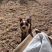 Mafiosa participe au concours pour gagner de l'argent avec cette photo : puppy, dog, brown, white, gravel, outdoor, sunlight, shadow, cardboard, curious, pet, animal, young, cute, small, standing, looking_up, ears, nose, daylight