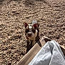 puppy, dog, brown, white, gravel, outdoor, sunlight, shadow, cardboard, curious, pet, animal, young, cute, small, standing, looking_up, ears, nose, daylight