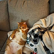 Morris is registered to the contest to win money with this photo: cat, orange_tabby, couch, blanket, cozy, indoor, pet, fur, relaxed, paws, feline, domestic_animal, resting, cute, sleepy, home, soft_texture, comfort, animal, mammal