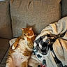 cat, orange_tabby, couch, blanket, cozy, indoor, pet, fur, relaxed, paws, feline, domestic_animal, resting, cute, sleepy, home, soft_texture, comfort, animal, mammal