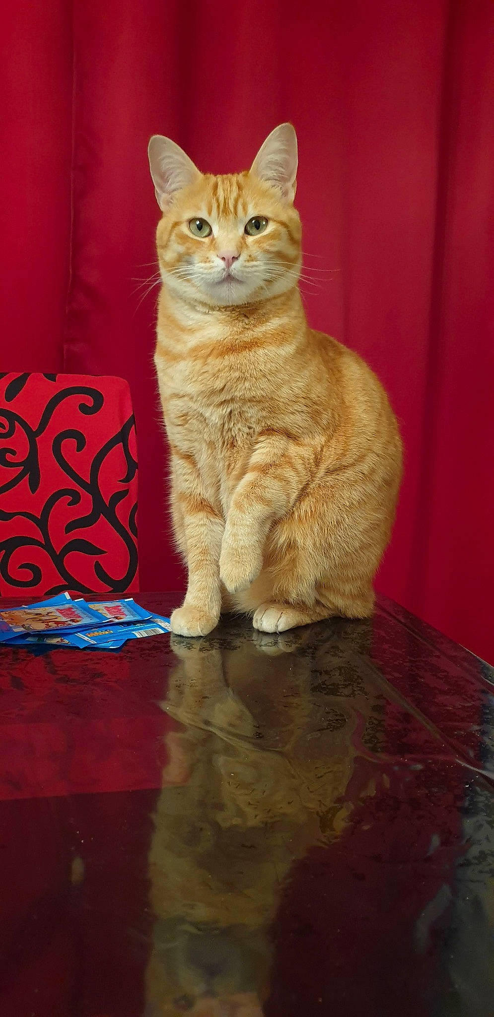 June a rejoint le concours — aidez-le/la à gagner de superbes lots ! art, carnivore, cat, cat_supply, claw, curtain, domestic_short_haired_cat, fawn, felidae, flooring, fur, hardwood, paw, pet_supply, small_to_medium_sized_cats, snout, tail, terrestrial_animal, whiskers, wood