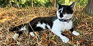 Sako a rejoint le concours — aidez-le/la à gagner de superbes lots ! cat, black_and_white, outdoor, nature, grass, dry_leaves, collar, pet, animal, forest, tree, relaxing, sunlight, wildlife, mammal, feline, lying_down, alert, whiskers, ears