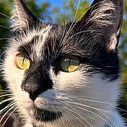 Sako a rejoint le concours — aidez-le/la à gagner de superbes lots ! cat, close_up, black_and_white, yellow_eyes, collar, bell, outdoor, sunlight, blue_sky, greenery, whiskers, fur, pet, animal, portrait, alert, nature, daylight, mammal, cute