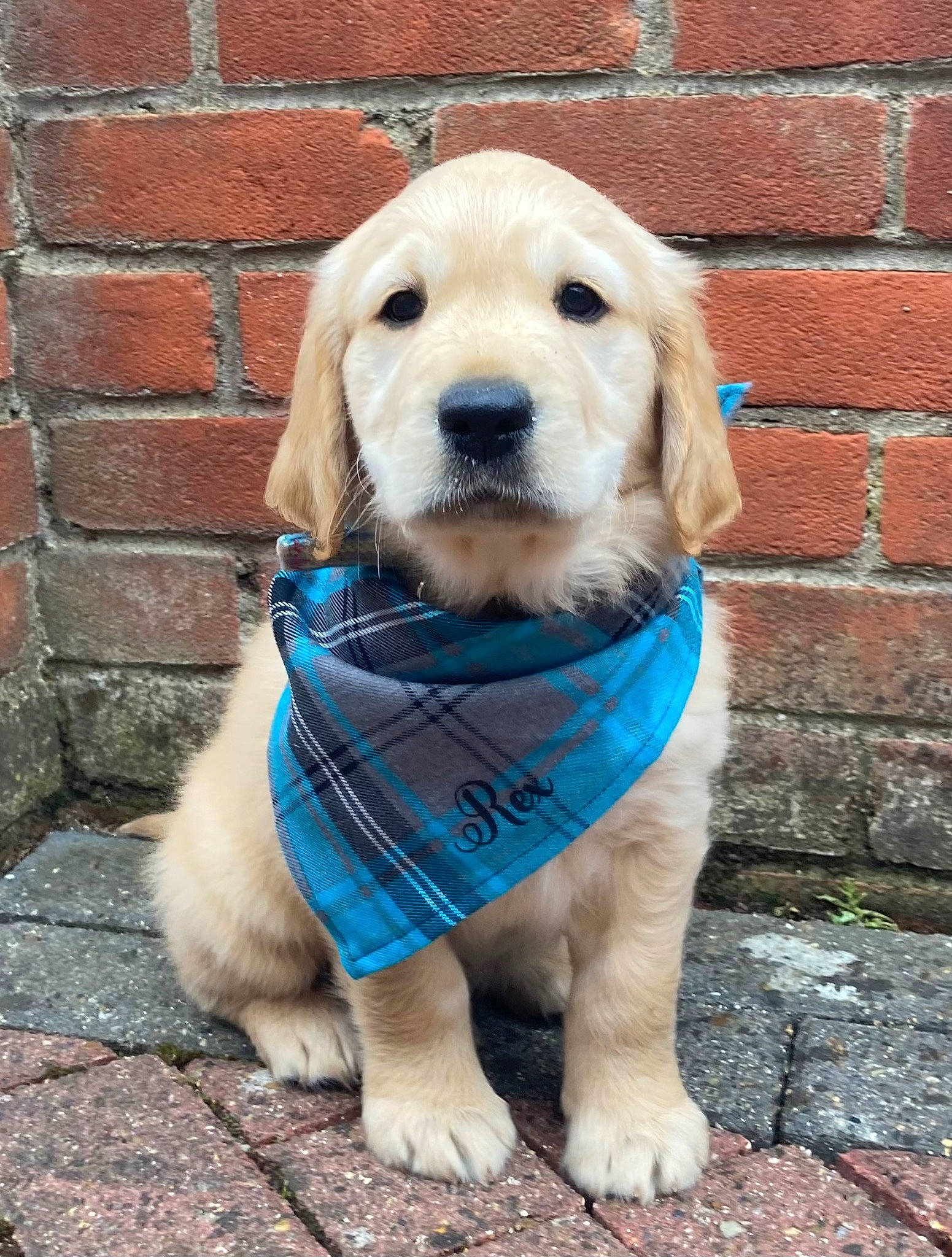 Rex joined the competition — help win amazing prizes! brick, brickwork, canidae, carnivore, circle, collar, companion_dog, dog, dog_breed, dog_collar, dog_supply, electric_blue, fawn, fur, leash, pet_supply, snout, sporting_group, whiskers, working_animal