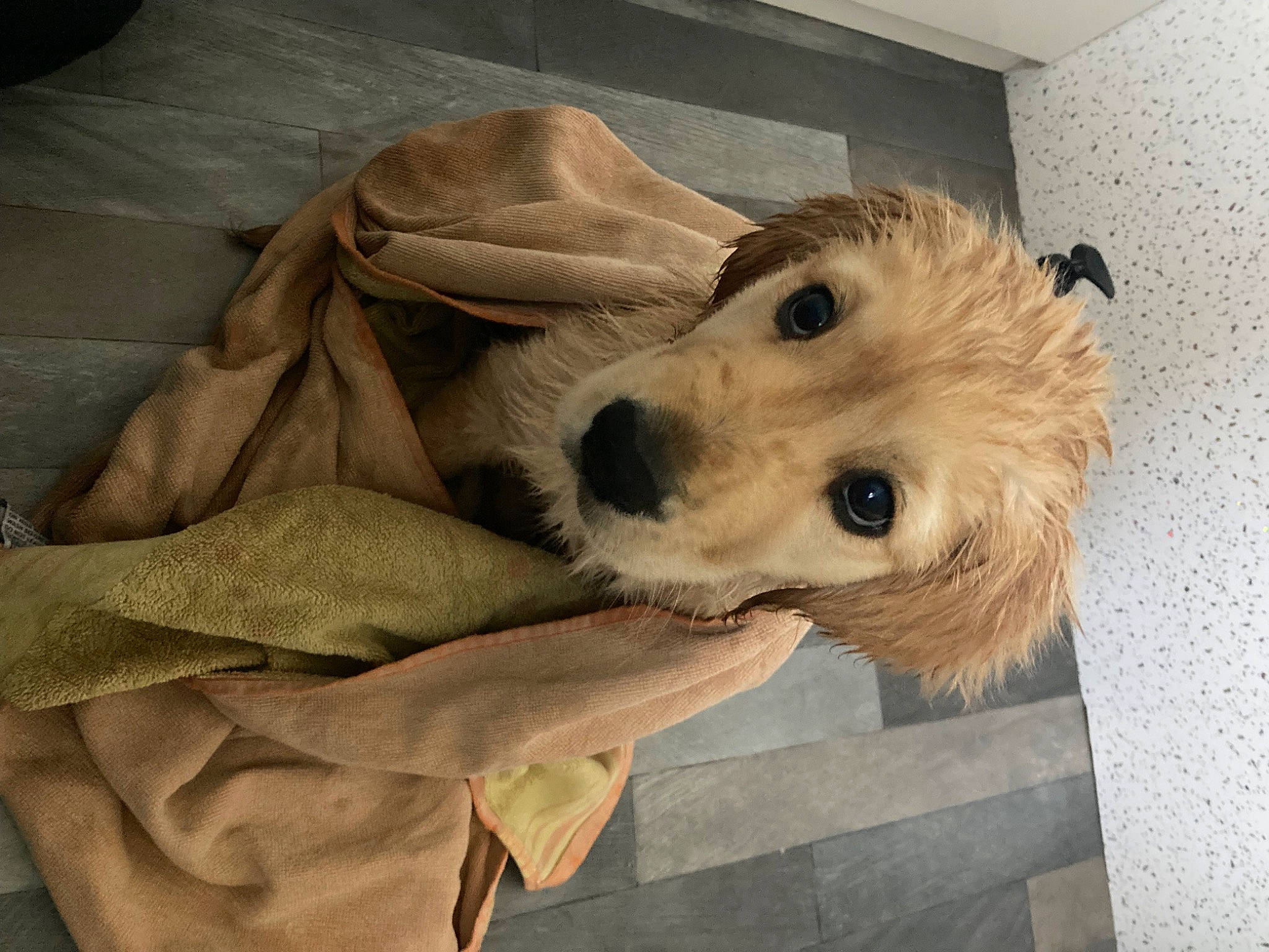 Rex is registered to the contest to win money with this photo: canidae, carnivore, comfort, companion_dog, dog, dog_breed, dog_supply, fawn, fur, linens, paw, puppy, puppy_love, selfie, snout, sporting_group, terrier, toy_dog, whiskers, working_animal