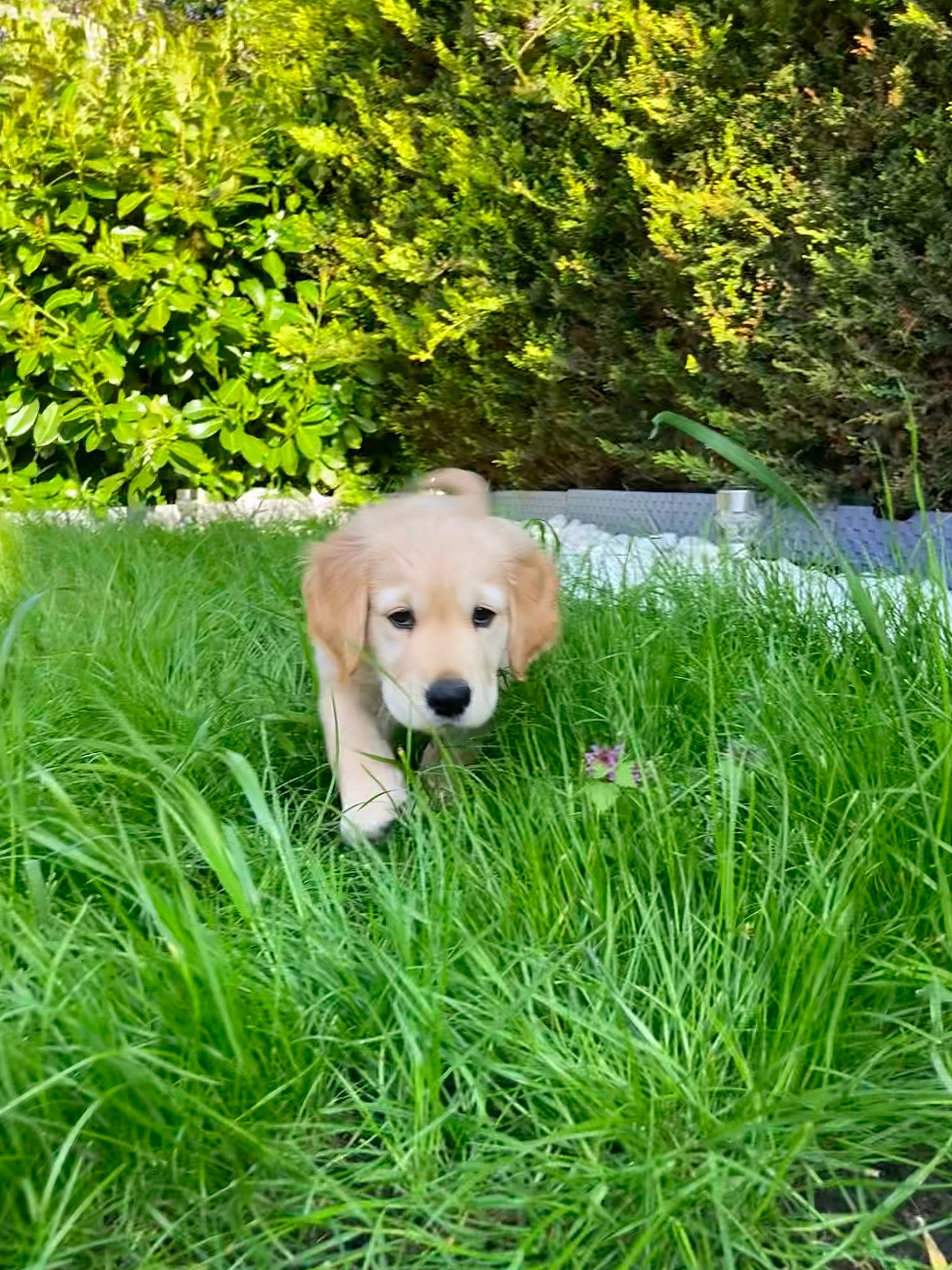 Rex is registered to the contest to win money with this photo: ball, carnivore, companion_dog, dog, dog_breed, fawn, football, garden, grass, grassland, groundcover, plant, retriever, shrub, snout, sporting_group, street_dog, tail, wood, working_animal