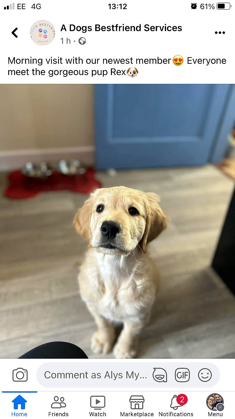 Rex is registered to the contest to win money with this photo: advertising, carnivore, collar, companion_dog, dog, dog_breed, dog_supply, fawn, flooring, font, labrador_retriever, paw, pet_supply, photo_caption, photography, rectangle, screenshot