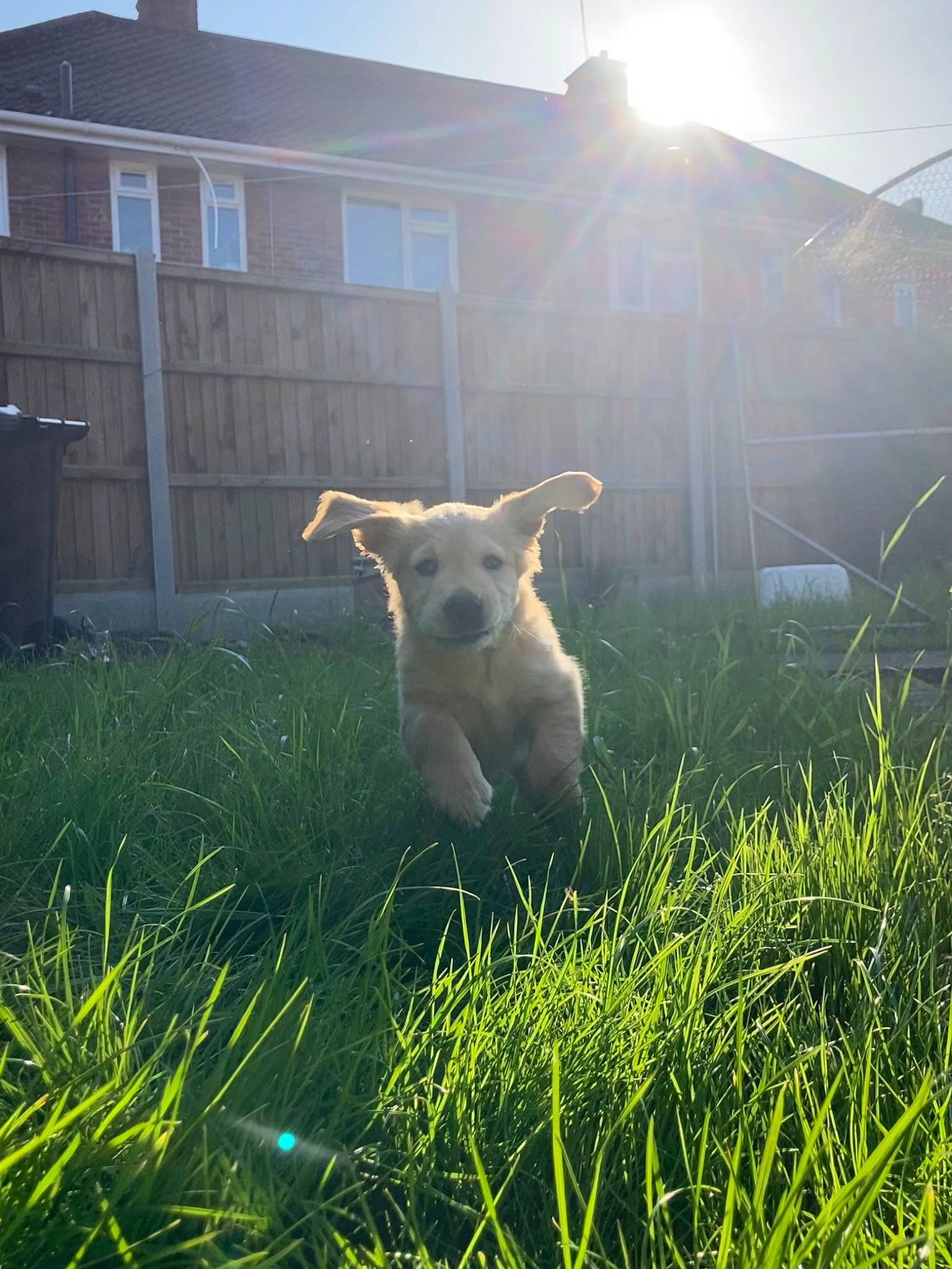 Rex is registered to the contest to win money with this photo: building, carnivore, companion_dog, dog, dog_breed, fawn, grass, grass_family, grassland, happy, house, landscape, lawn, light, meadow, morning, plant, sky, sunlight, window