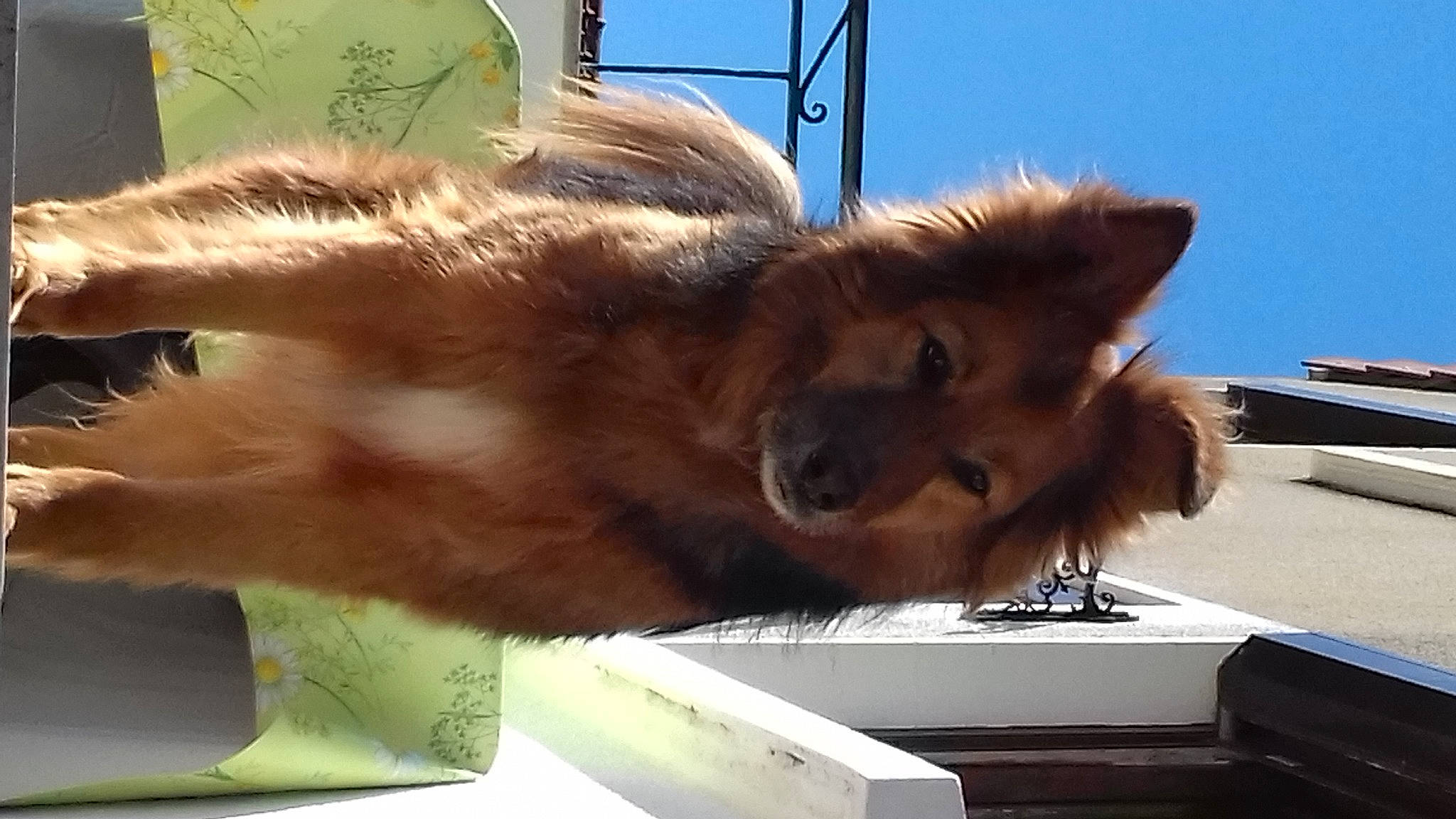 Benji participe au concours pour gagner de l'argent avec cette photo : canidae, carnivore, companion_dog, dog_breed, fawn, felidae, fur, liver, pack_animal, sky, small_to_medium_sized_cats, snout, sporting_group, tail, terrestrial_animal, whiskers, wildlife, working_animal