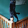 Mandu is registered to the contest to win money with this photo: alert, animal, balancing, black_cat, cat, curious, framed_picture, fur, green_wall, home, house, indoor, mountain_landscape, pet, staircase, tail, whiskers, wood, wooden_railing, yellow_eyes