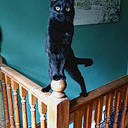 Mandu is registered to the contest to win money with this photo: alert, animal, balancing, black_cat, cat, curious, domestic_cat, feline, home_interior, indoor, mountain_photo, pet, portrait, post, railing_post, stairs, teal_wall, wood_floor, wooden_railing, yellow_eyes