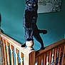 alert, animal, balancing, black_cat, cat, curious, domestic_cat, feline, home_interior, indoor, mountain_photo, pet, portrait, post, railing_post, stairs, teal_wall, wood_floor, wooden_railing, yellow_eyes