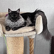 Yukon participe au concours pour gagner de l'argent avec cette photo : cat, fluffy, long_tail, cat_tower, beige, indoor, pet, feline, relaxed, resting, cozy, fur, animal, cute, whiskers, ears, paws, home, texture, neutral_colors