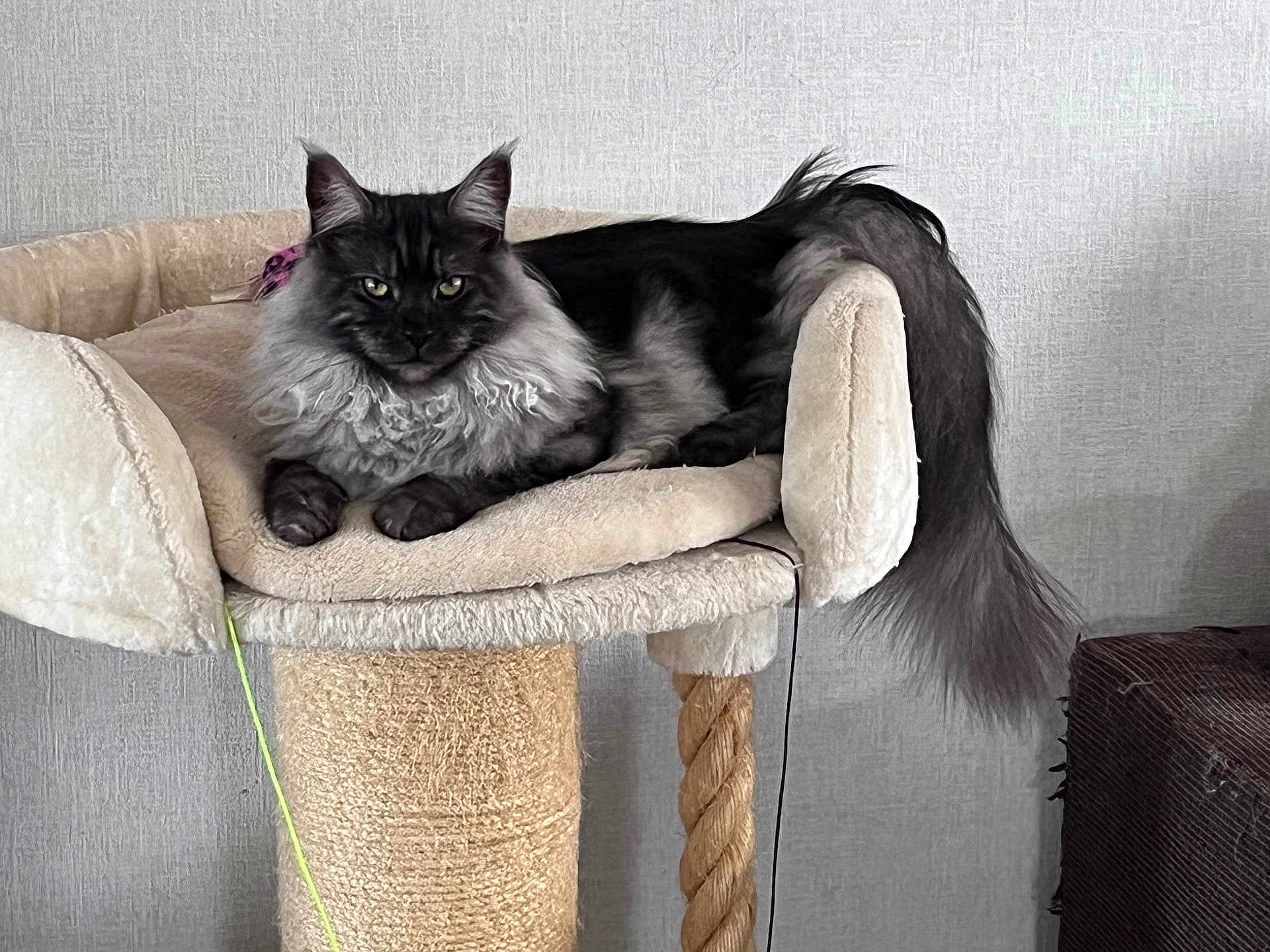 Yukon participe au concours pour gagner de l'argent avec cette photo : cat, fluffy, long_tail, cat_tower, beige, indoor, pet, feline, relaxed, resting, cozy, fur, animal, cute, whiskers, ears, paws, home, texture, neutral_colors