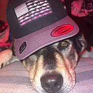 Bella is registered to the contest to win money with this photo: dog, pet, hat, lying_down, close_up, indoor, face, animal, fur, snout, ears, relaxed, cozy, carpet, canine, brown, black, whiskers, cute, portrait