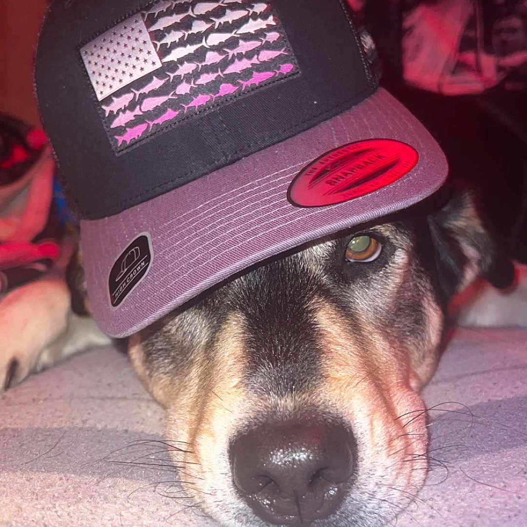 Bella is registered to the contest to win money with this photo: animal, black, brown, canine, carpet, close_up, cozy, cute, dog, ears, face, fur, hat, indoor, lying_down, pet, portrait, relaxed, snout, whiskers