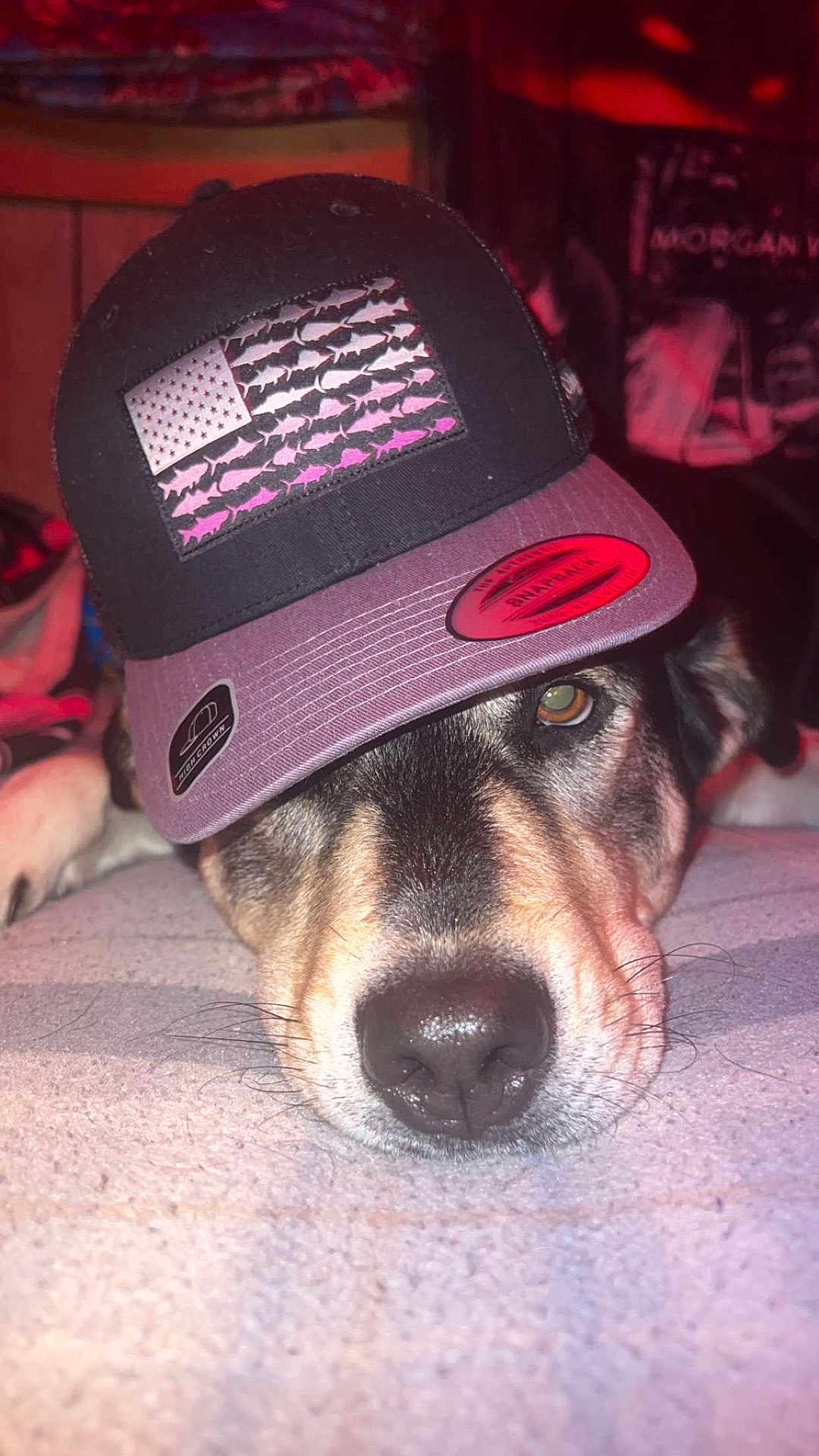 Bella is registered to the contest to win money with this photo: dog, pet, hat, lying_down, close_up, indoor, face, animal, fur, snout, ears, relaxed, cozy, carpet, canine, brown, black, whiskers, cute, portrait