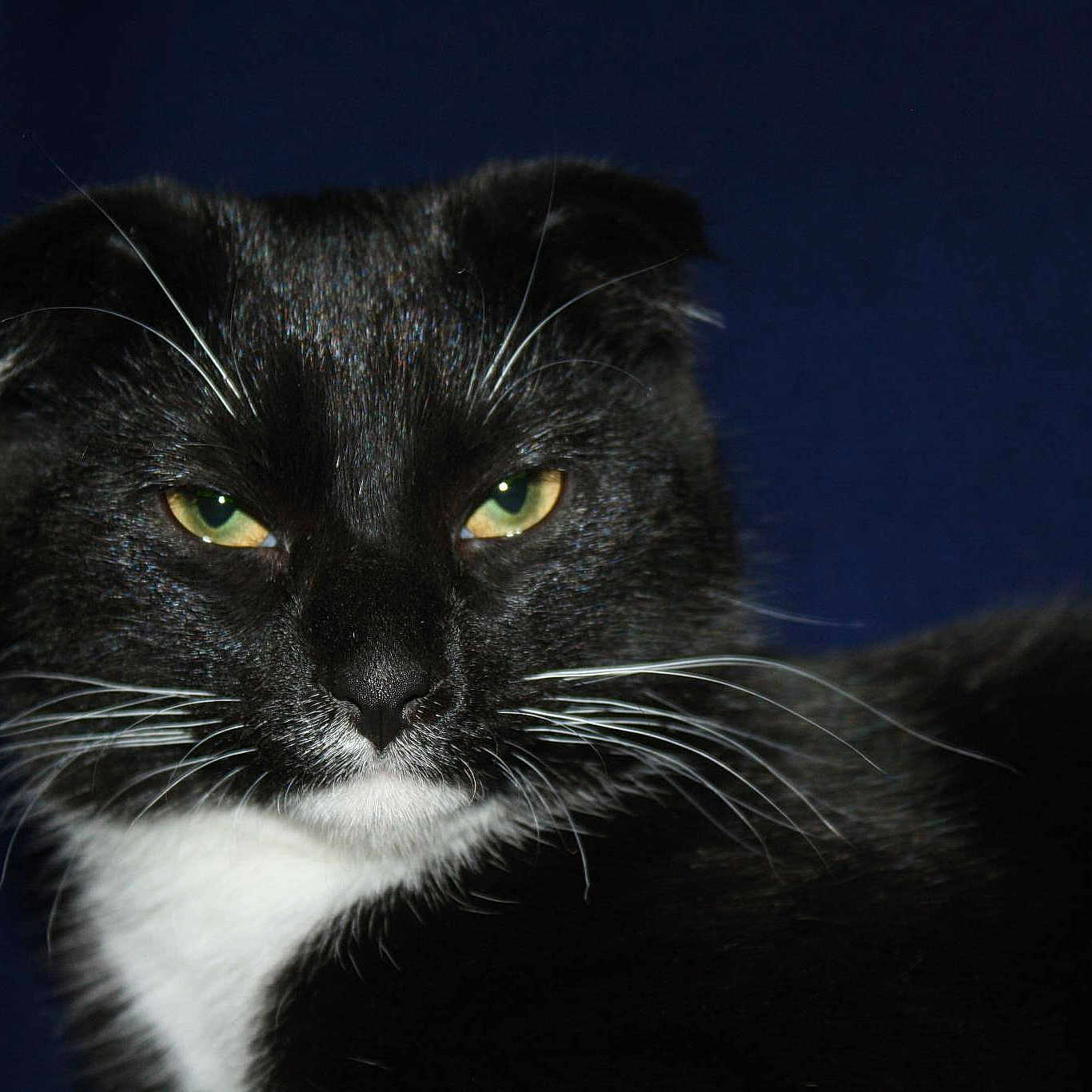 Khaleesie joined the competition — help win amazing prizes!