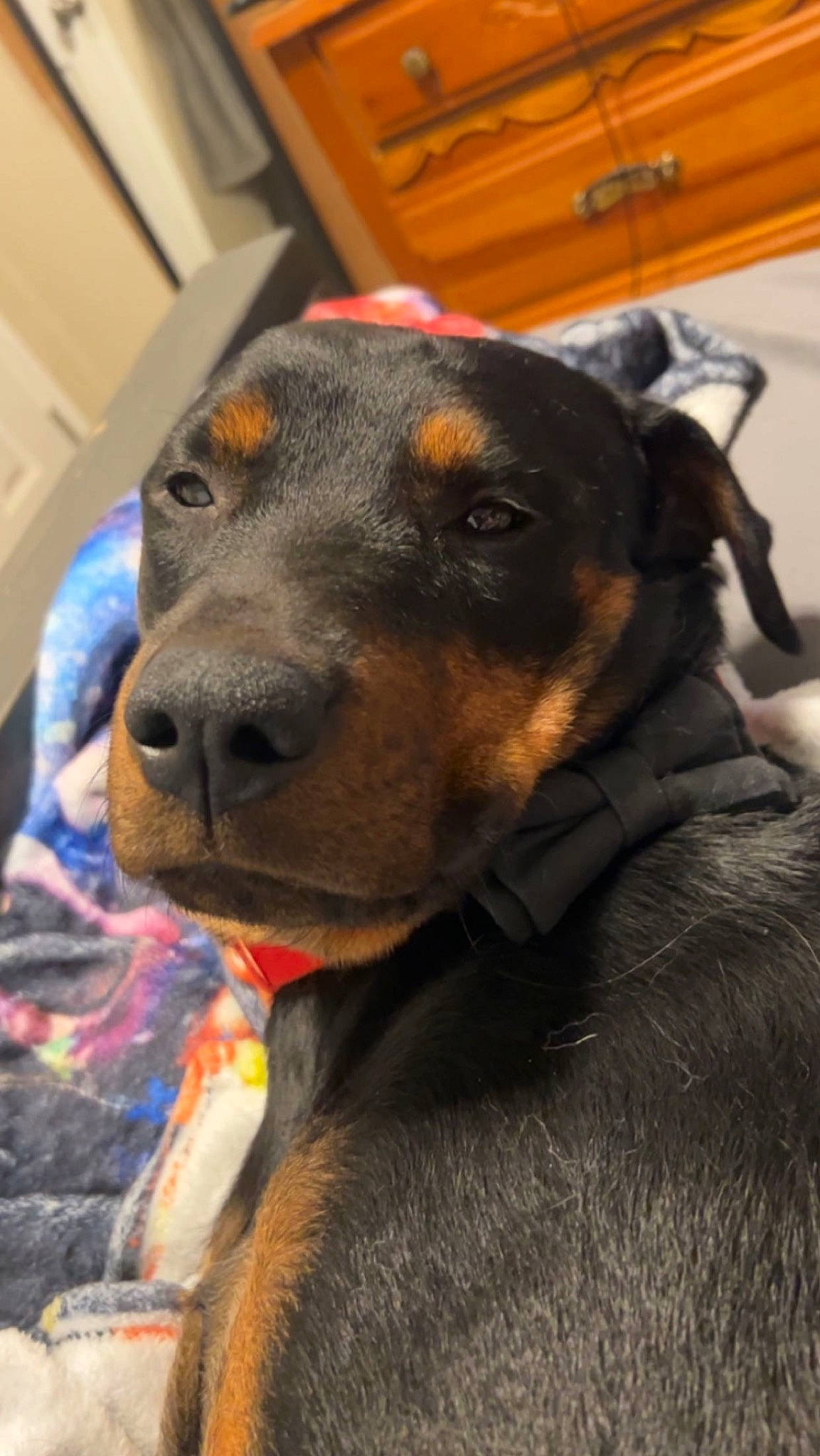 Olive is registered to the contest to win money with this photo: canidae, carnivore, collar, companion_dog, dog, dog_breed, dog_collar, dog_supply, ear, fawn, fur, guard_dog, hunting_dog, pet_supply, rottweiler, snout, sporting_group, whiskers, working_animal, working_dog