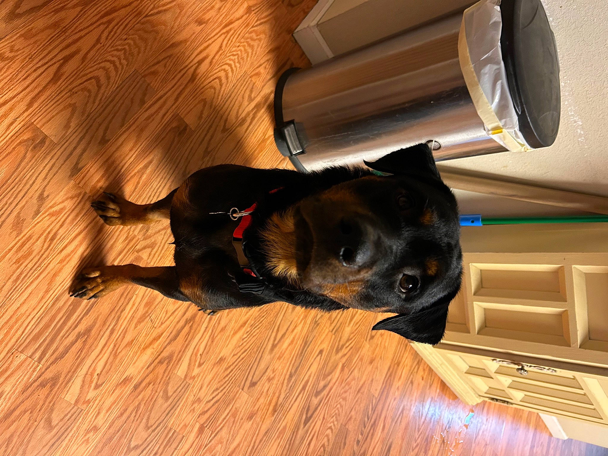 Olive joined the competition — help win amazing prizes! canidae, carnivore, comfort, companion_dog, dog, dog_breed, dog_collar, fawn, flooring, fur, hardwood, laminate_flooring, mammal, snout, tail, tints_and_shades, wood, wood_flooring, wood_stain, working_animal