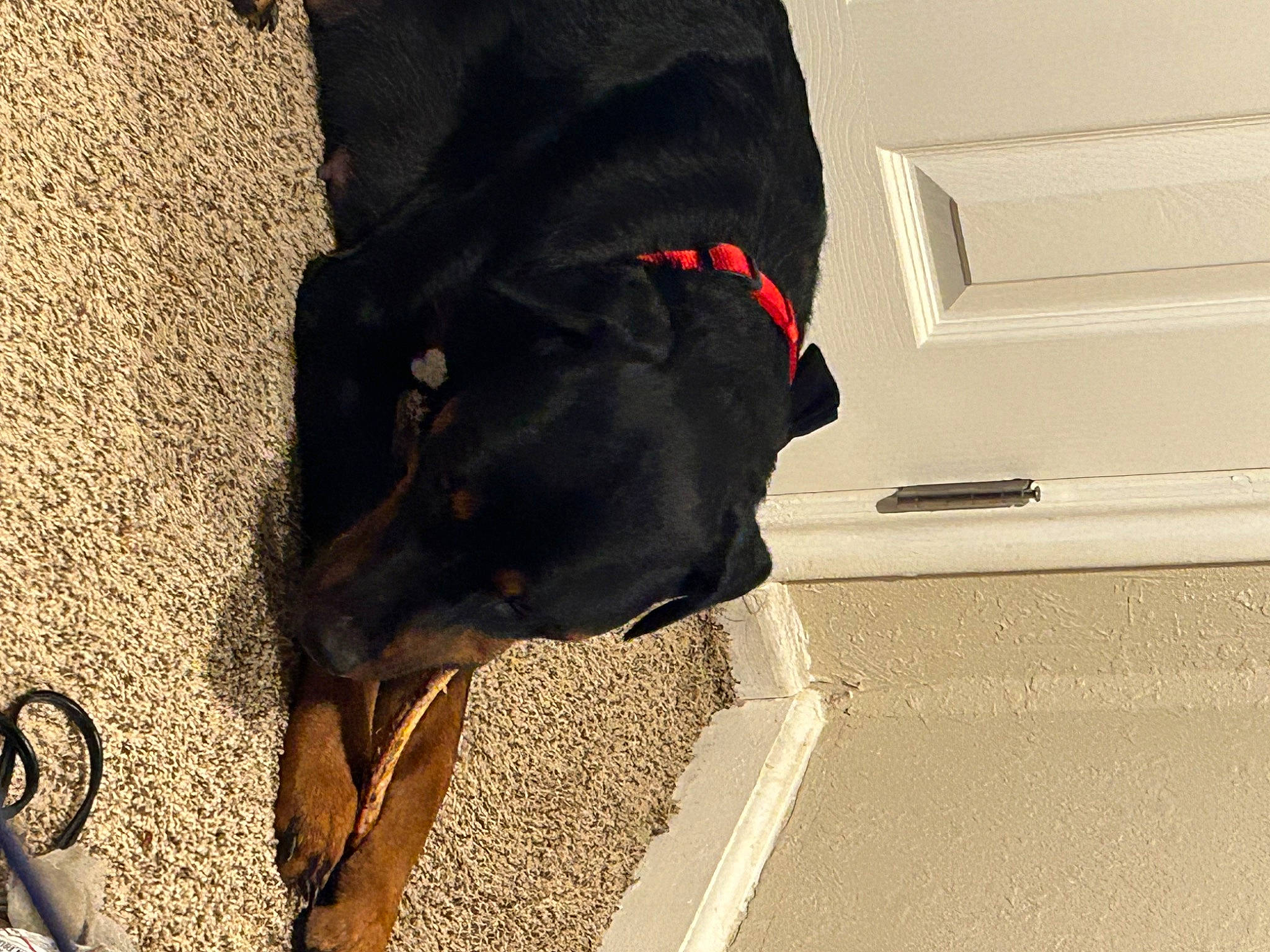 Olive is registered to the contest to win money with this photo: asphalt, canidae, carnivore, collar, companion_dog, dog, dog_breed, dog_collar, fashion_accessory, fur, human_leg, leash, liver, pet_supply, road_surface, shadow, sporting_group, tail, tints_and_shades, working_animal