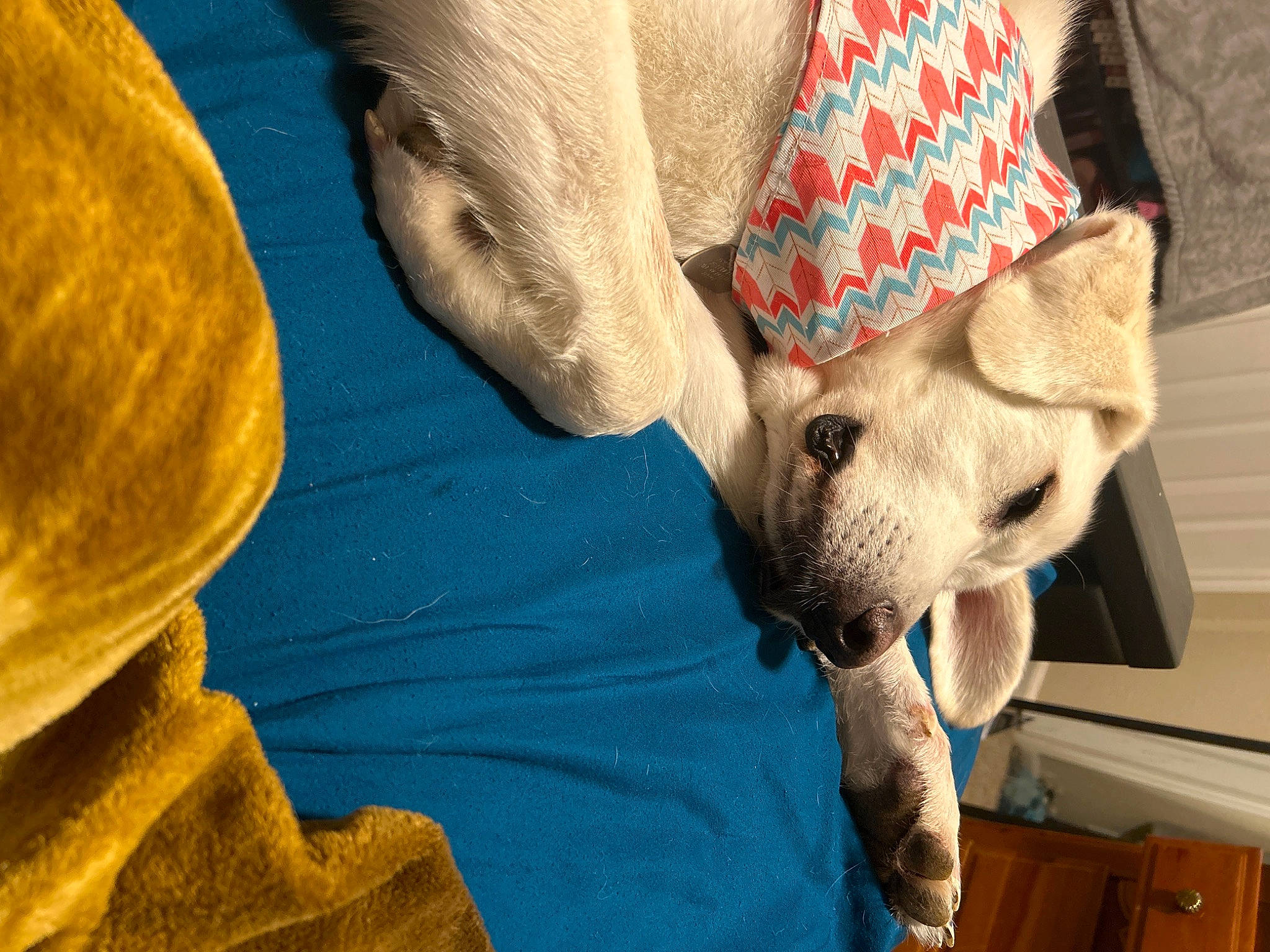 Aurora joined the competition — help win amazing prizes! canidae, carnivore, comfort, companion_dog, dog, dog_breed, electric_blue, fawn, fur, hat, human_leg, mammal, pattern, snout, sporting_group, terrestrial_animal, textile, vertebrate, whiskers, working_animal