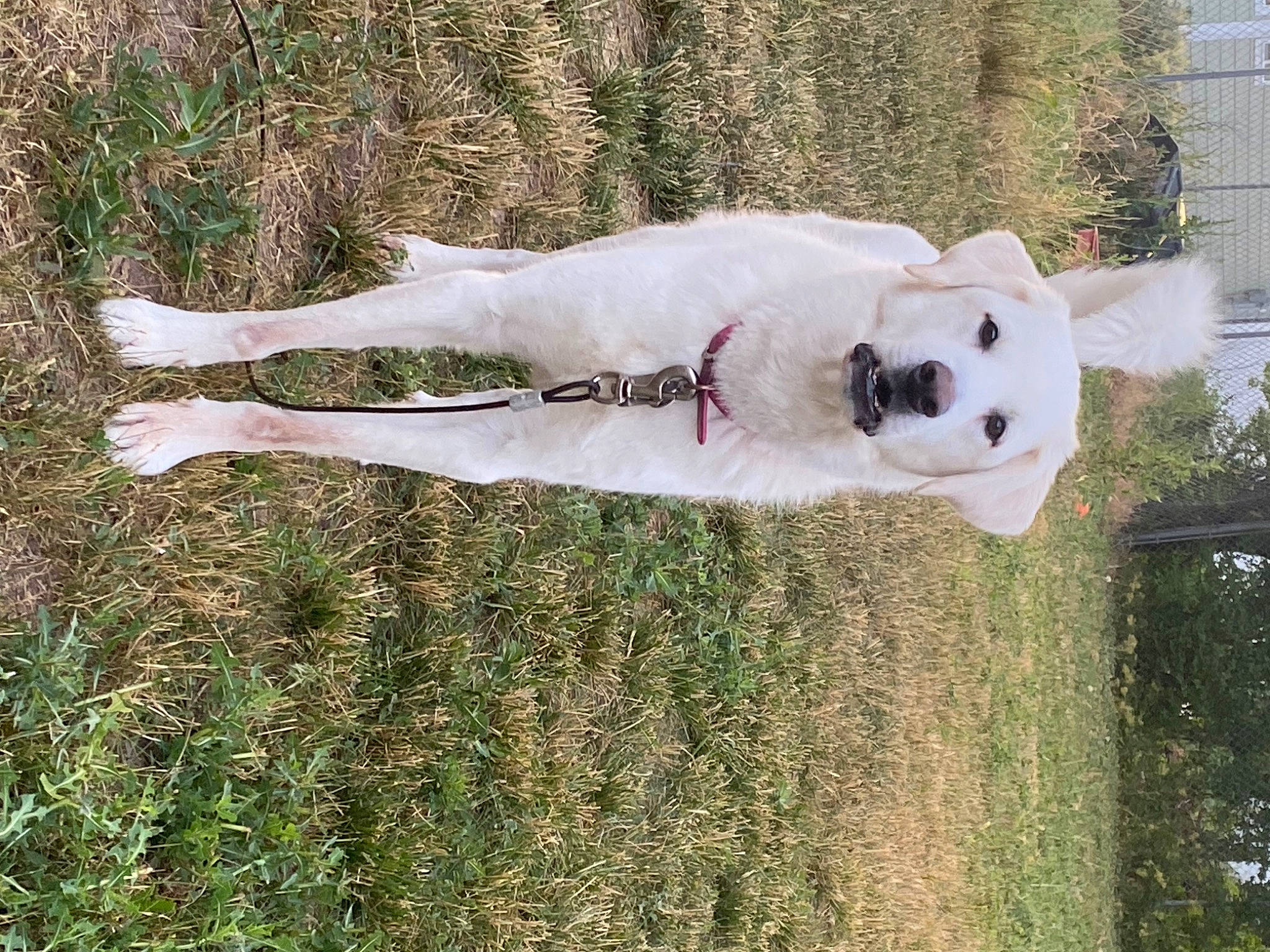 Aurora is registered to the contest to win money with this photo: art, bear, canidae, carnivore, companion_dog, dog, dog_breed, fawn, football, grass, plant, snout, sporting_group, tail, teddy_bear, tree, water, wildlife, wood, working_animal