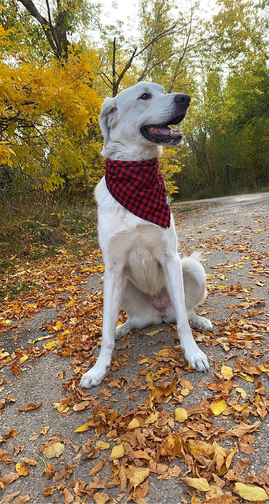 Aurora is registered to the contest to win money with this photo: canidae, carnivore, collar, companion_dog, dog, dog_breed, dog_collar, dog_supply, fawn, grass, guard_dog, leash, pet_supply, plant, soil, sporting_group, tail, tree, wood, working_animal