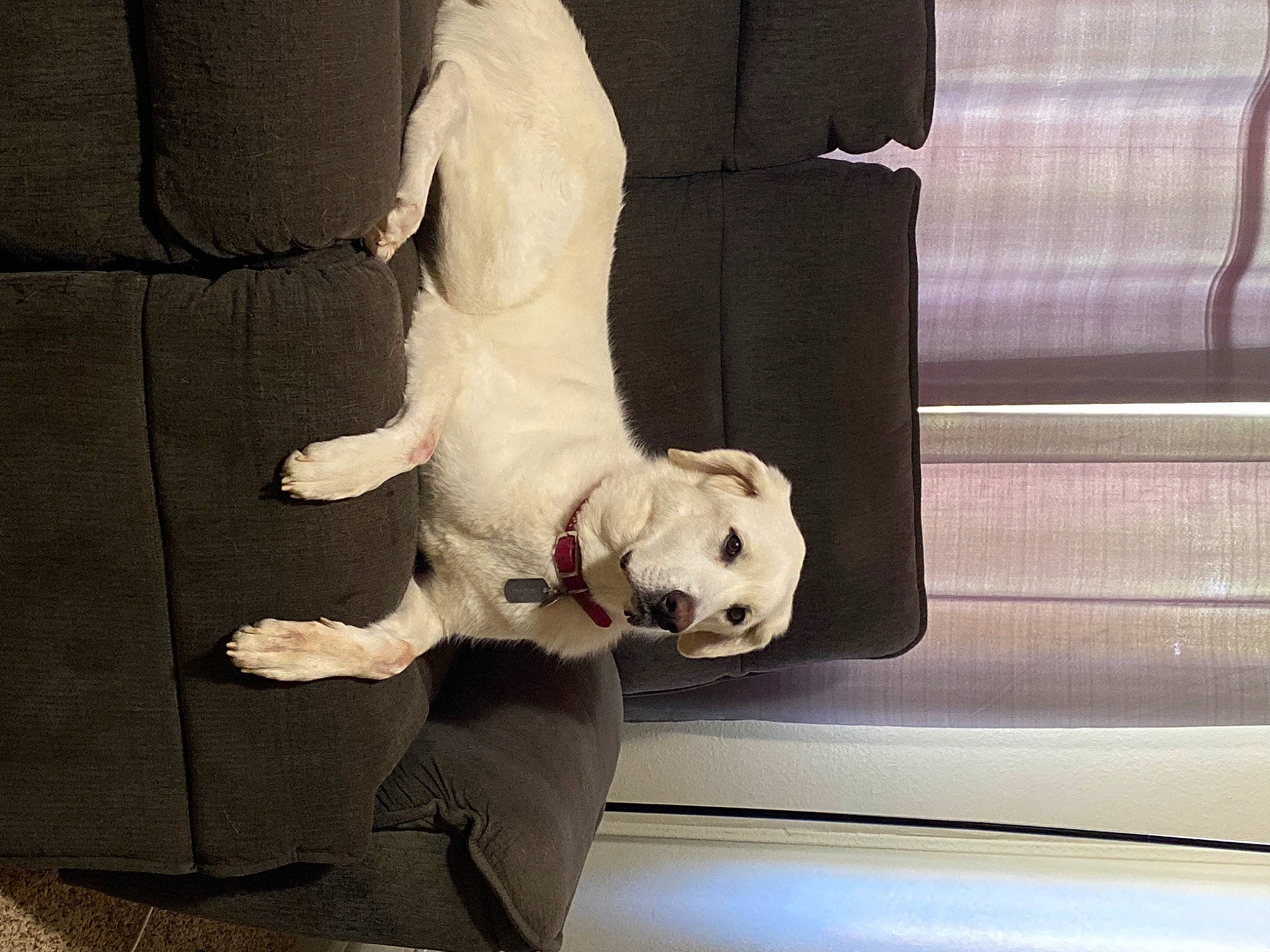 Aurora is registered to the contest to win money with this photo: canidae, carnivore, comfort, companion_dog, couch, dog, dog_breed, fawn, felidae, flooring, linens, pet_supply, pillow, room, snout, sporting_group, stuffed_toy, tail, window, working_animal