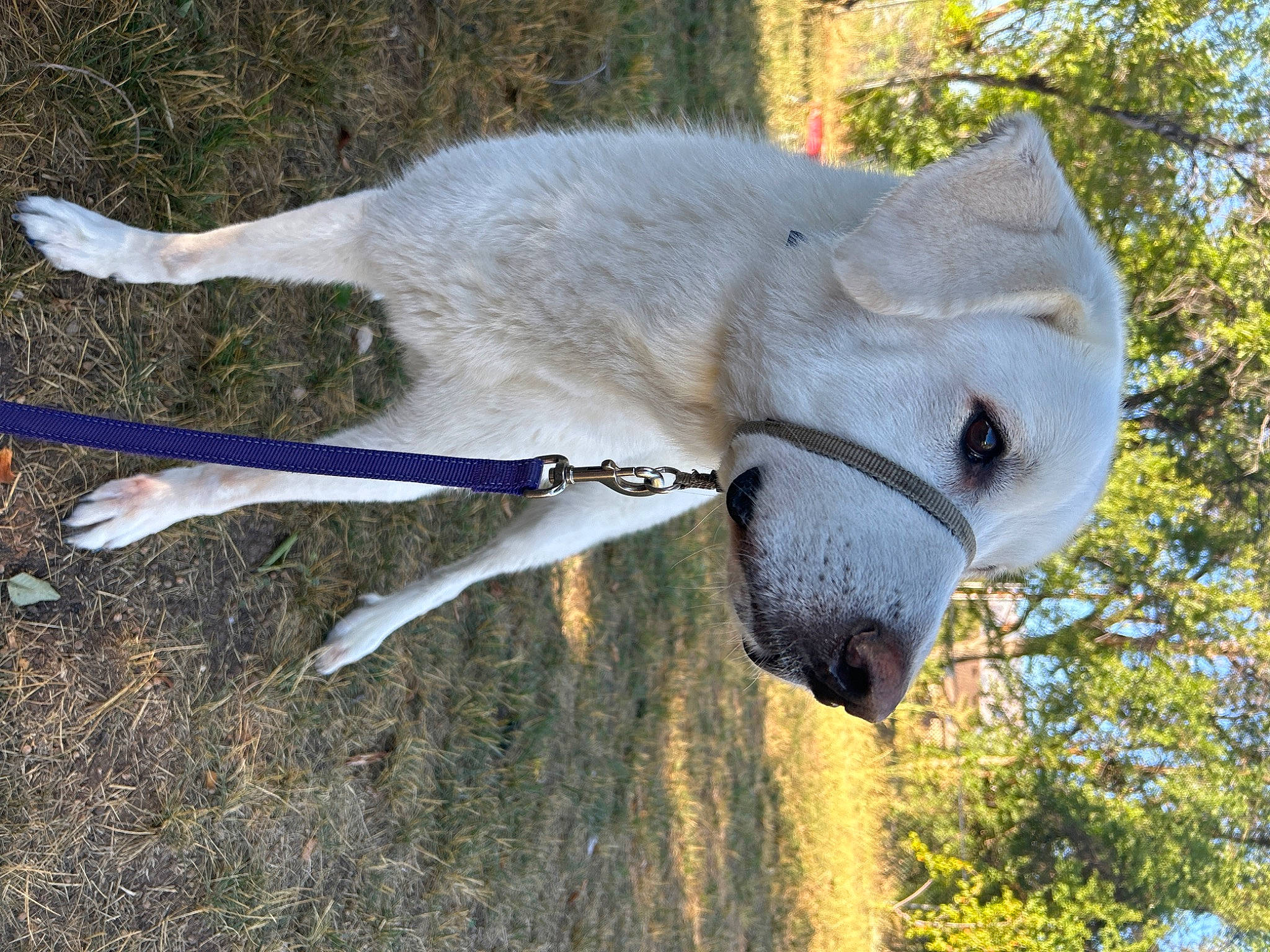 Aurora joined the competition — help win amazing prizes! canidae, carnivore, collar, dog, dog_breed, fawn, grass, horse, jaw, mammal, pack_animal, plant, snout, soil, sporting_group, tail, terrestrial_animal, tree, wildlife, working_animal