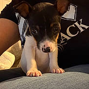 Dolly is registered to the contest to win money with this photo: puppy, dog, pet, lap, clothing, person, black_shirt, denim, jeans, ears, paws, cute, indoor, closeup, animal, young, fur, face, nose, whiskers