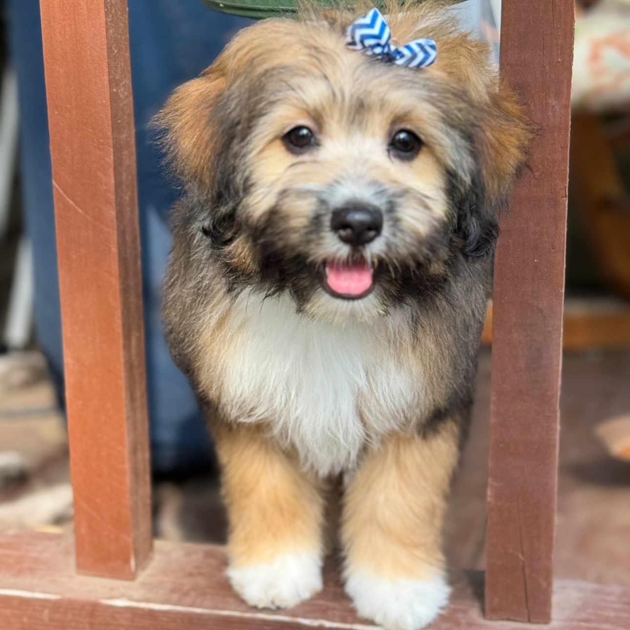 Poppi joined the competition — help win amazing prizes! affenpinscher, animal, bodypart, canine, clothing, dog, footwear, hardwood, indoors, interiordesign, mouth, person, pet, plywood, poodle, puppy, shoe, slate, terrier, wood