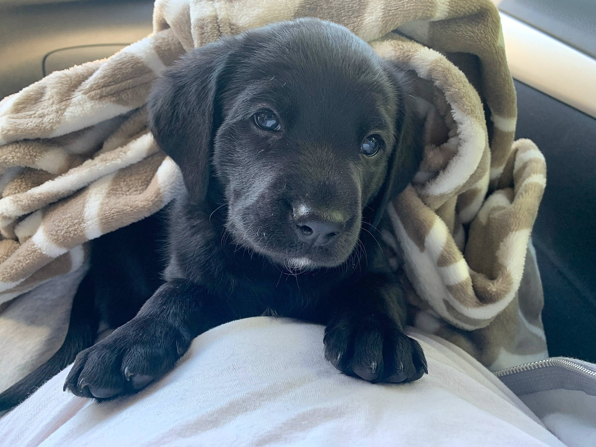 Bronx is registered to the contest to win money with this photo: borador, canidae, carnivore, comfort, companion_dog, dog, dog_breed, dog_collar, fur, gun_dog, liver, paw, plant, puppy, retriever, snout, sporting_group, terrestrial_animal, whiskers, working_animal