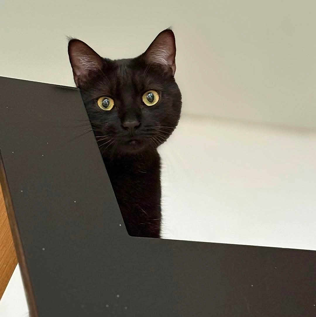 Pistache participe au concours pour gagner de l'argent avec cette photo : alert, animal, black_cat, cat, closeup, curious, cute, domestic_cat, ears, face, feline, head, indoor, looking, mystery, peeking, pet, portrait, whiskers, yellow_eyes
