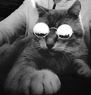 Isidore participe au concours pour gagner de l'argent avec cette photo : black_and_white, black_cat, british_shorthair, carnivore, cat, cool, eye, eyewear, felidae, glasses, kitten, monochrome, monochrome_photography, nose, paw, small_to_medium_sized_cats, snout, sunglasses, vision_care, whiskers