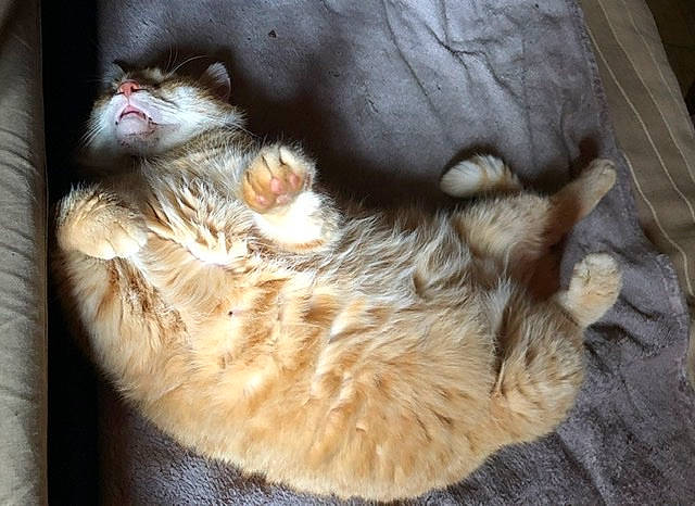 Isidore participe au concours pour gagner de l'argent avec cette photo : carnivore, cat, domestic_long_haired_cat, european_shorthair, felidae, fur, norwegian_forest_cat, small_to_medium_sized_cats, snout, whiskers