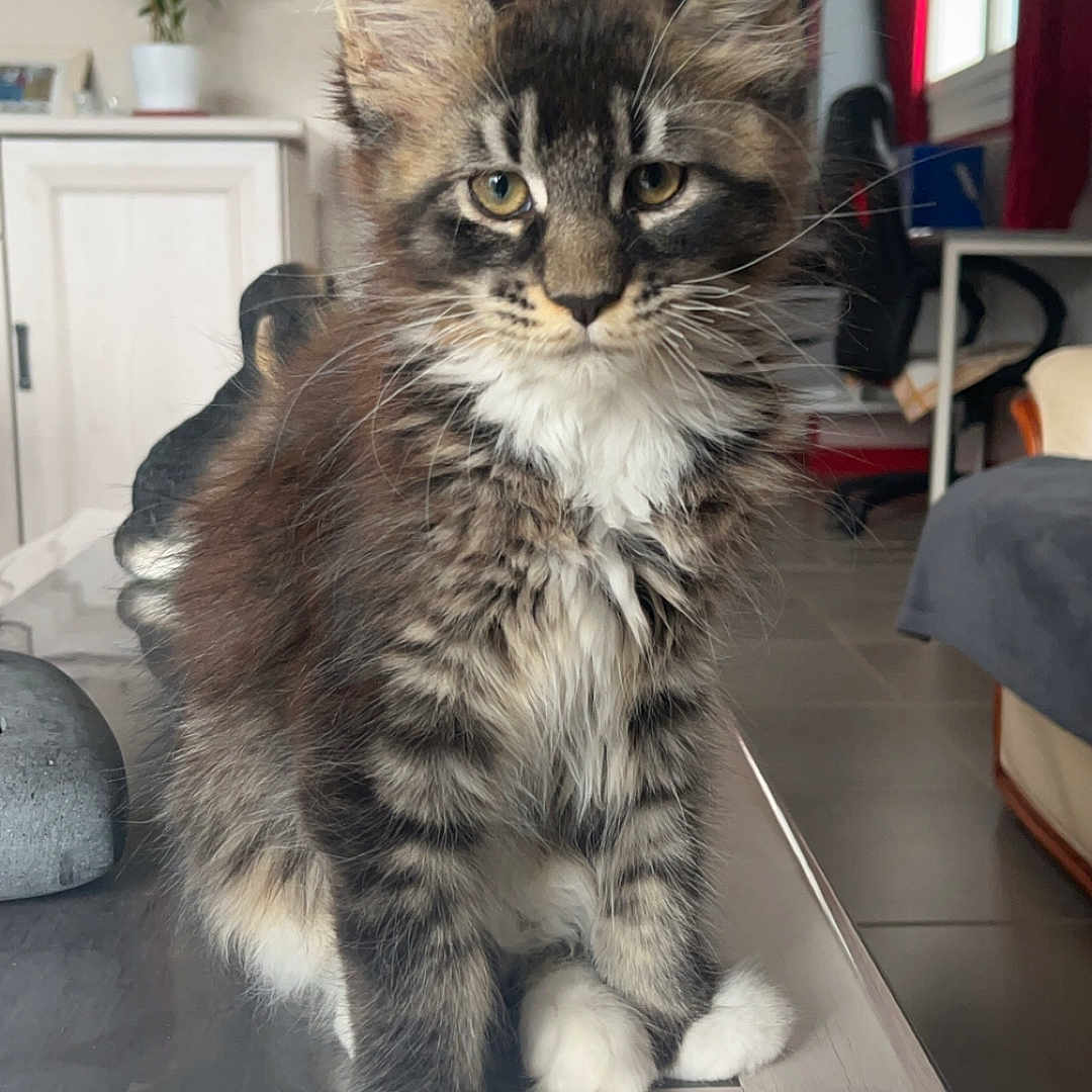 Wilo a rejoint le concours — aidez-le/la à gagner de superbes lots ! animal, cat, cute, domestic, ears, feline, fluffy, fur, home, indoor, kitten, looking_at_camera, mammal, paws, pet, sitting, tabby, table, whiskers, young