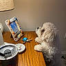 dog, white_dog, curly_fur, wooden_table, lamp, photo_frame, turtle_figurine, tumbler, butterfly_design, indoor, pet, curious, decor, fur, furniture, tabletop, side_table, cozy, domestic, animal