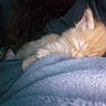 kitten, cat, sleeping, orange_cat, fur, cozy, blanket, nap, cute, pet, animal, soft, indoor, resting, feline, comfort, closeup, young, adorable, peaceful