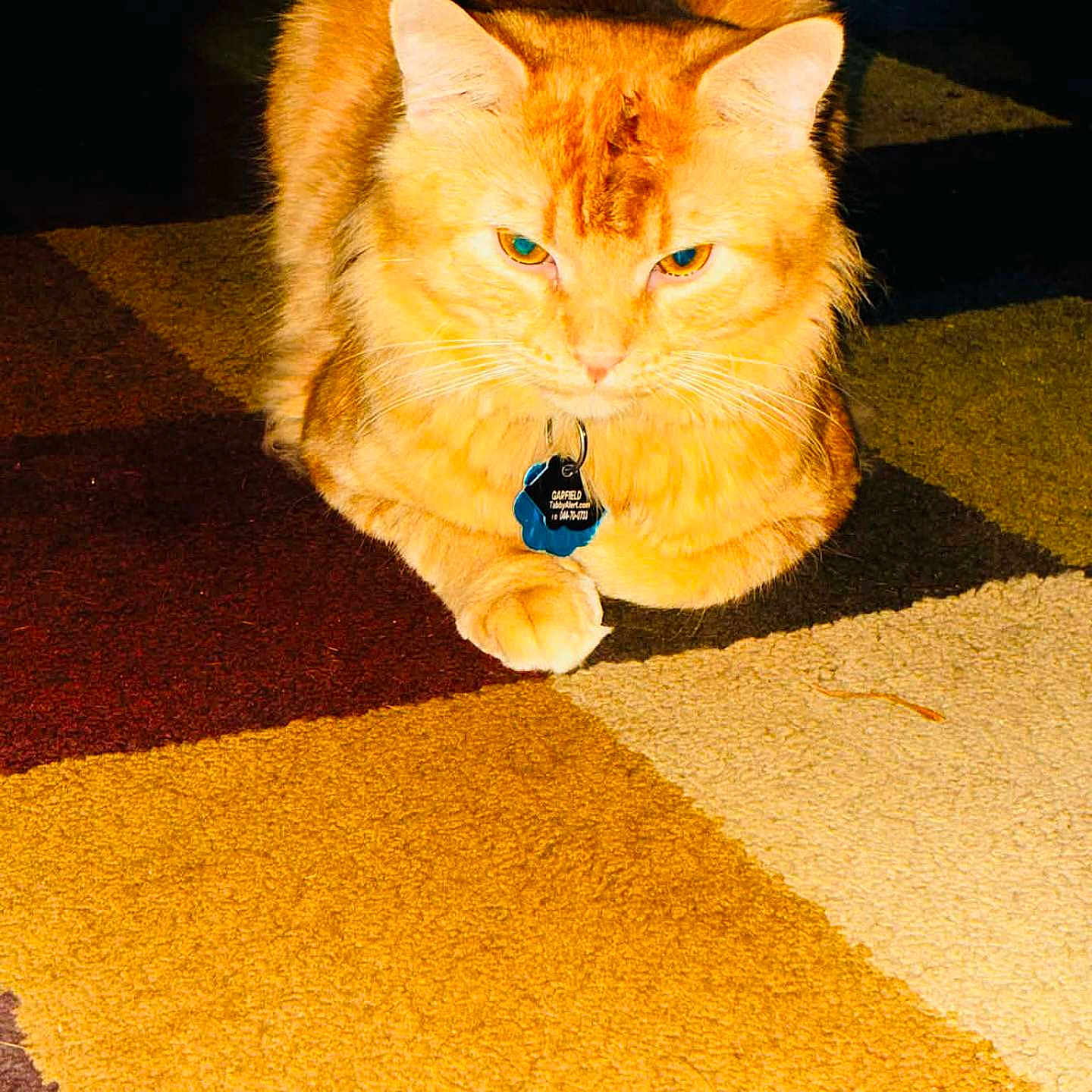 Garfield
