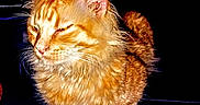 Garfield joined the competition — help win amazing prizes! cat, orange_tabby, fluffy, pet, animal, feline, paw, relaxed, portrait, indoor, dark_background, whiskers, ears, fur, cute, mammal, domestic, sleepy, closeup, resting