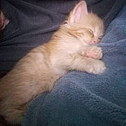 Garfield joined the competition — help win amazing prizes! kitten, sleeping, cat, orange_cat, white_cat, feline, pet, cozy, blanket, soft, cute, nap, fur, domestic_animal, animal, resting, indoor, closeup, comfort, peaceful