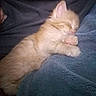 kitten, sleeping, cat, orange_cat, white_cat, feline, pet, cozy, blanket, soft, cute, nap, fur, domestic_animal, animal, resting, indoor, closeup, comfort, peaceful