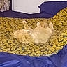 cat, orange_tabby, blanket, sunflower_pattern, couch, blue_couch, indoor, relaxing, upside_down, fluffy, pet, domestic_cat, feline, resting, cozy, fur, animal, home, sleeping, laid_back