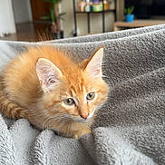 Jimbo a rejoint le concours — aidez-le/la à gagner de superbes lots ! kitten, orange_cat, feline, pet, indoor, blanket, soft_texture, curious, green_eyes, young_animal, cozy, living_room, plant, shelf, furniture, relaxed, cute, furry, resting, domestic_animal